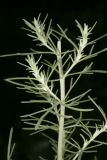 Salvia rosmarinus RCP7-07 051.jpg